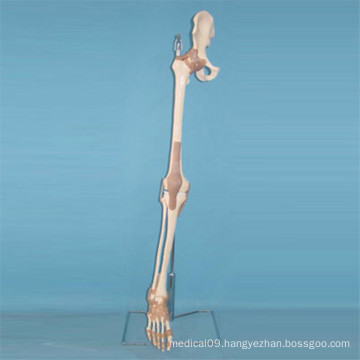 Human Body Skeleton Bone Anatomy Model (R020906)